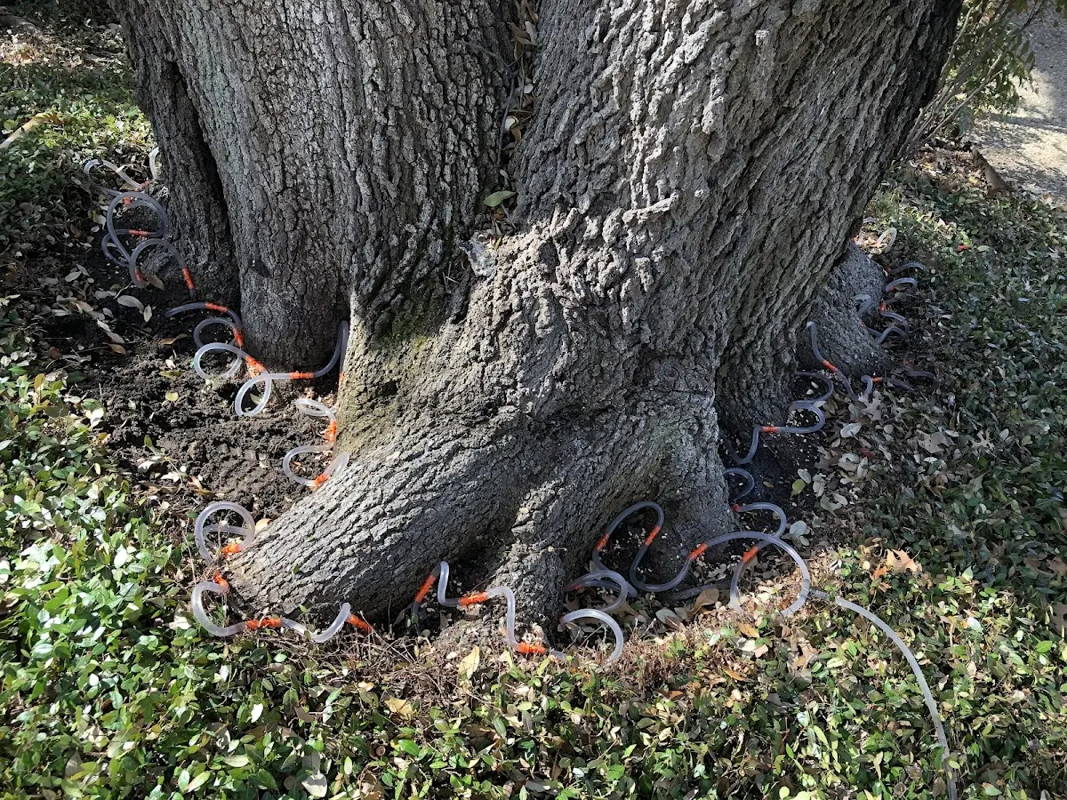 Detailed Shrub and Hedge Trimming job site in Points