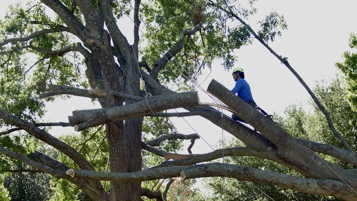 Professional Crown Thinning performed by certified arborists in Points