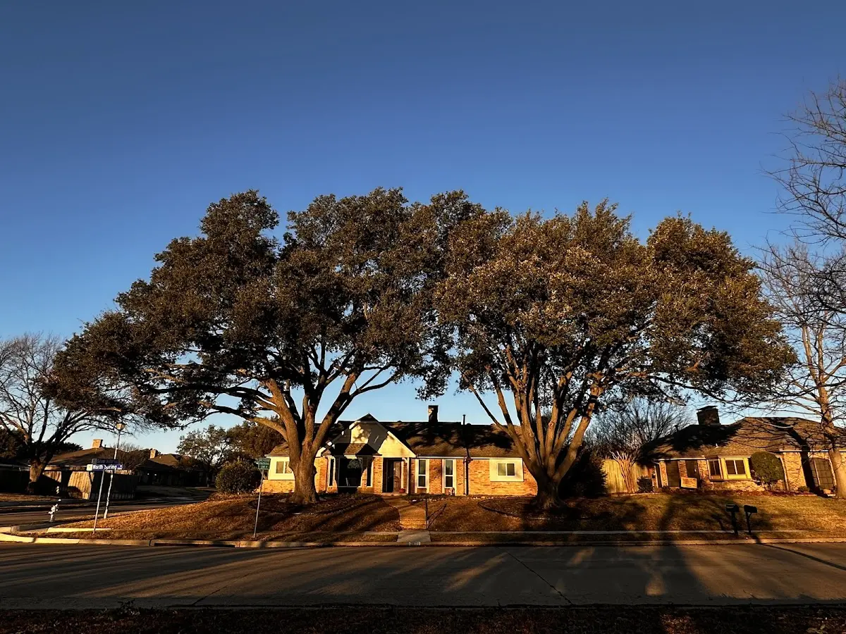 Established residential canopy tree shading a home in Points